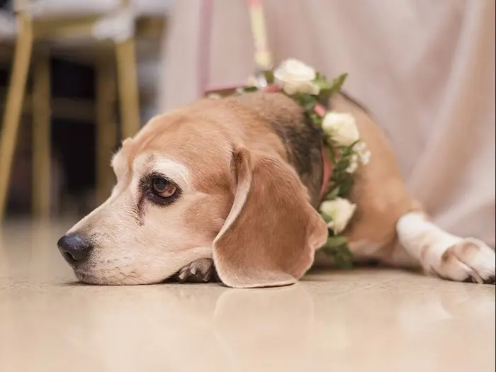Event & wedding planners · Tu San Agustín