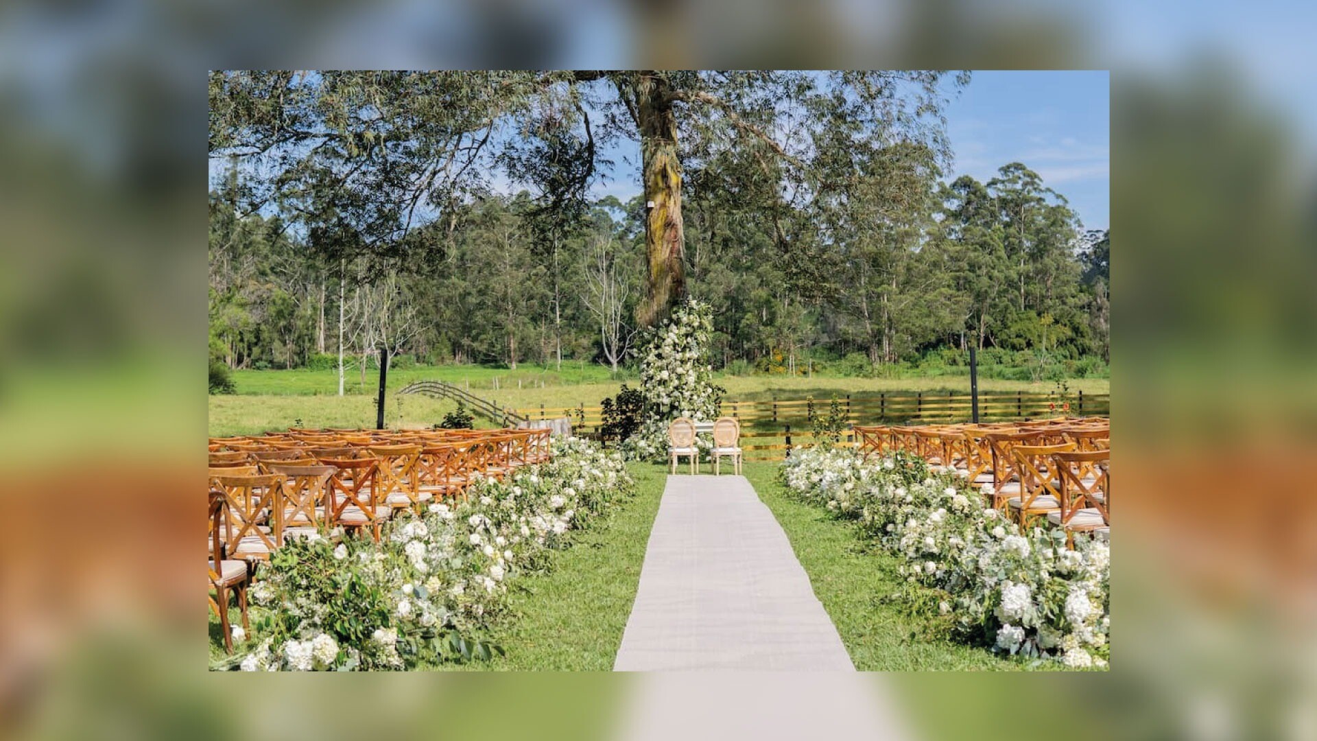 Monarch Campestre